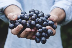 Is it Useful to Know about Grape Varieties? Absolutely.