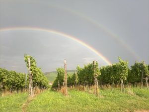 The Powerful Effect of Weather on the Wine Year